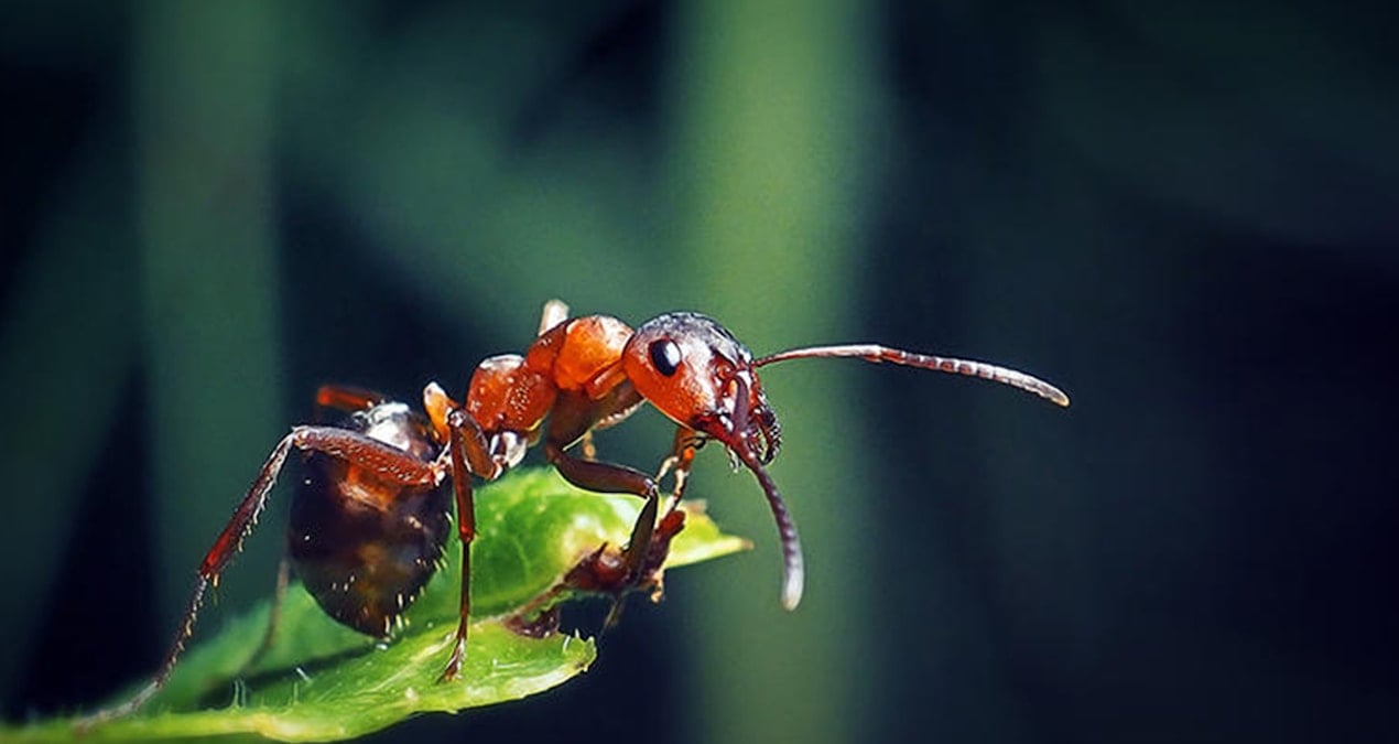 almanyada 2 bin 500 konutluk projeye karinca engeli gaLHT2Dk