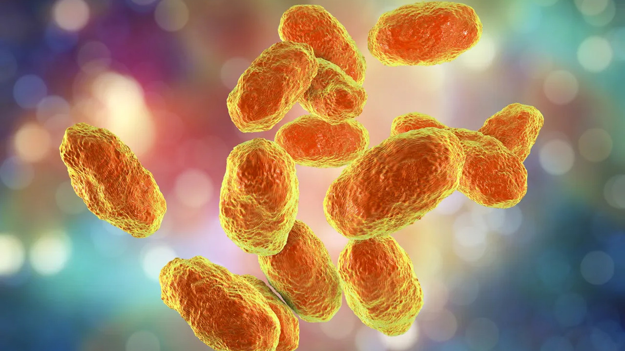 hic bilmeseniz de dunyanin en olumcul virusu o haemophilus influenzae tip b 9wNXZ9D8.jpg