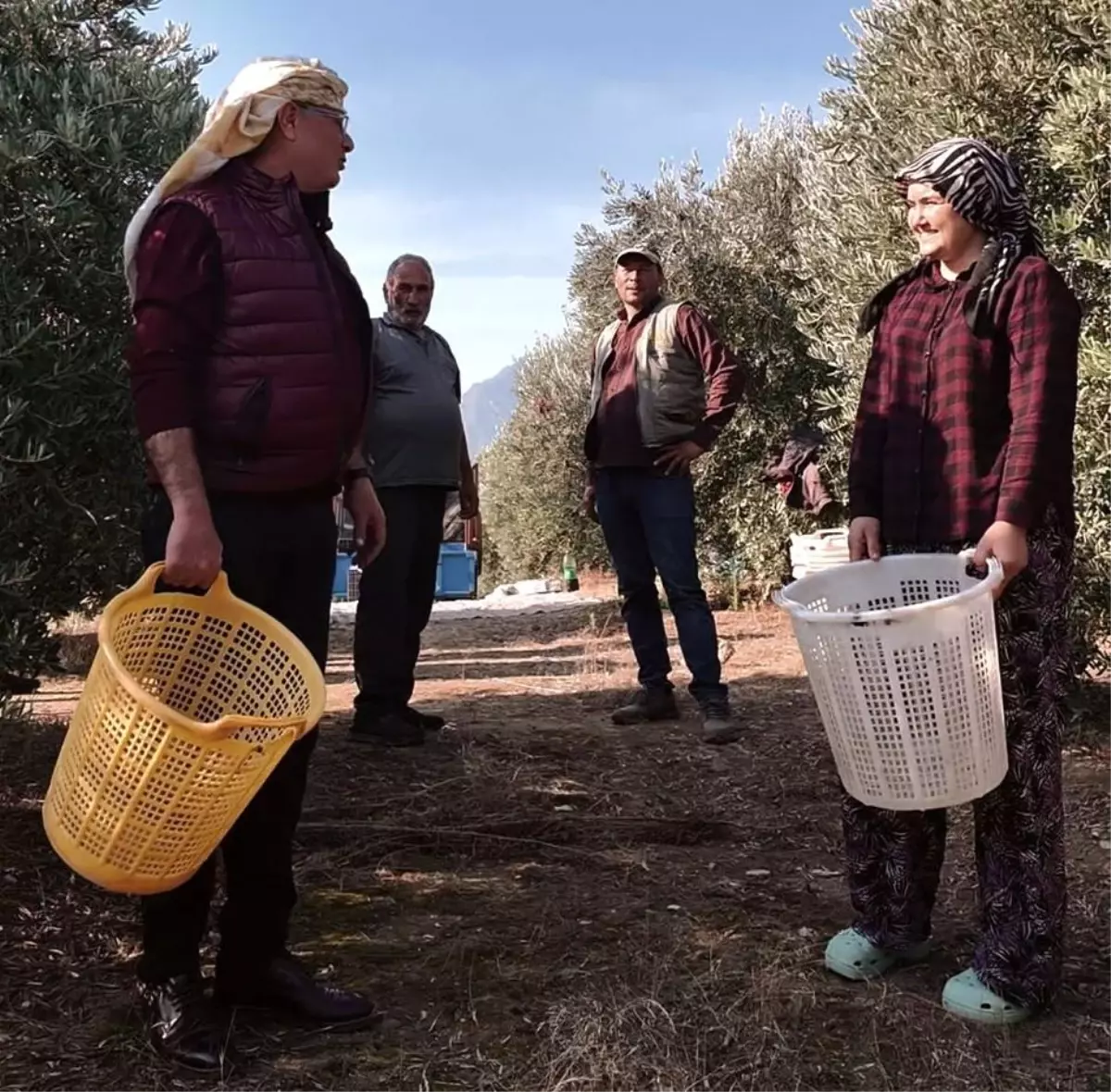 manisada zeytin hasat donemi basladi PqQ3CNws.jpg