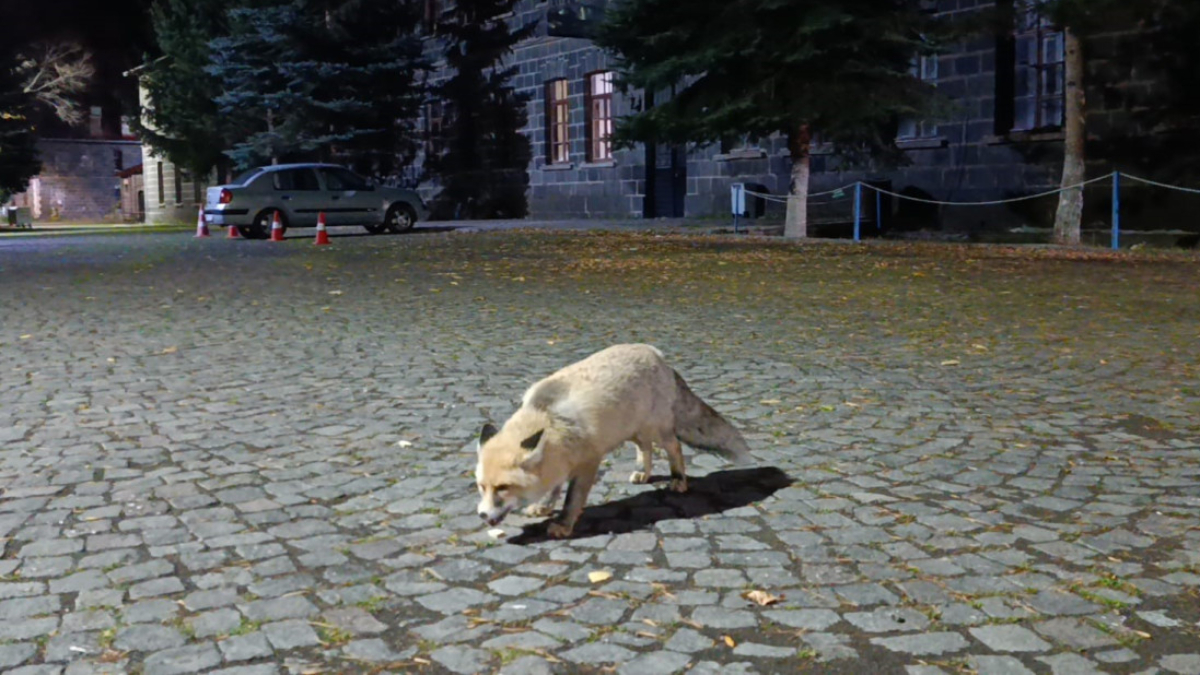 karsta tilkiyi biskuvi ile besledi o anlari kayda aldi 3aJBh2Zk.jpg