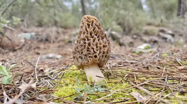 Dağlarda Altın Arayışı: Köylüler Kuzugöbeği Mantarını Toplamak İçin Seferber Oldu
